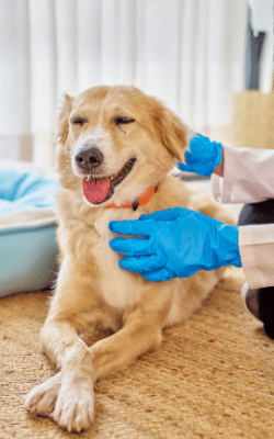 Sundays from 1 – 3pm | $24 vaccinations