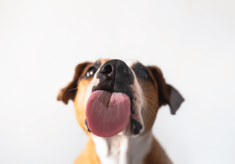 Dog licking its nose at Animal Medical Center of Pleasanton, relevant to pet health awareness.