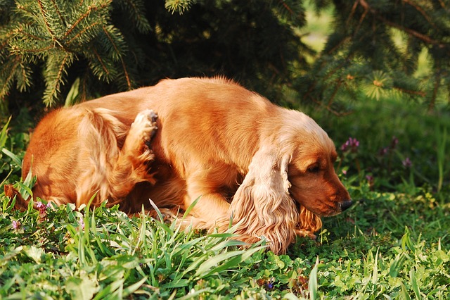 Dog scratching itself on grass, illustrating common skin problems in dogs at Animal Medical Center of Pleasanton.