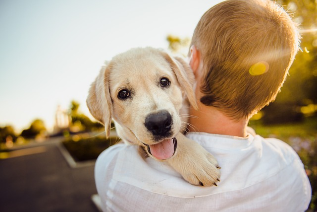 Golden retriever puppy being held by a person at AMCP, symbolizing canine companionship and care.