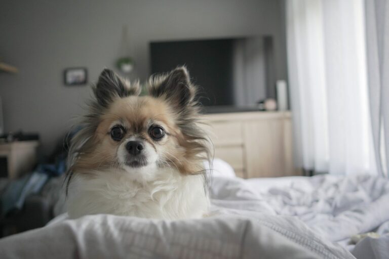 Chihuahua on a bed, showcasing a cozy home environment for new pet owners at AMCP.
