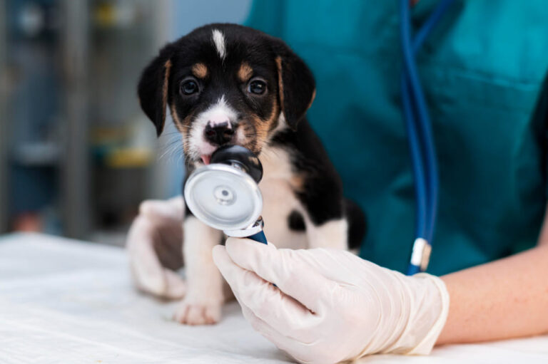 Puppy with a stethoscope in its mouth being examined by a veterinarian at Animal Medical Center of Pleasanton.