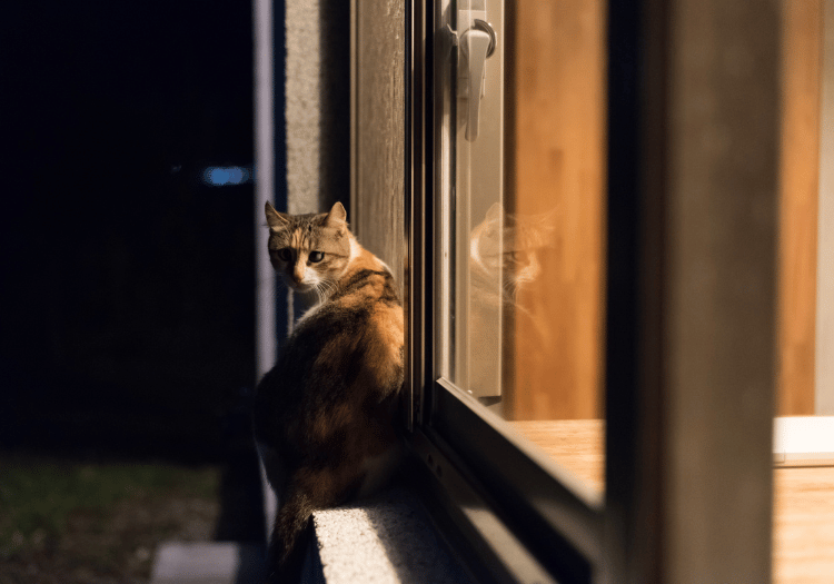 Cat sitting by an open window at night at Animal Medical Center of Pleasanton, highlighting nocturnal behavior.