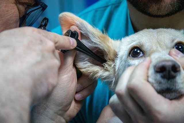 Veterinarian examining dog's ear for signs of disease at Animal Medical Center of Pleasanton.