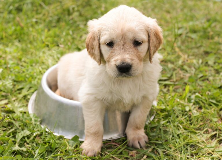Puppy sitting in a metal food bowl on grass at AMCP, representing early potty training stages.